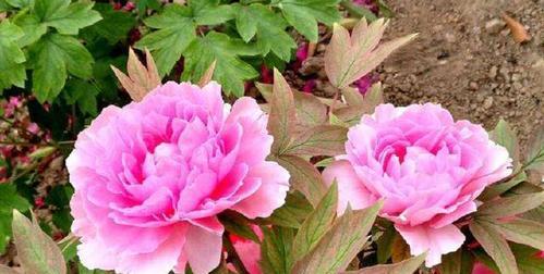 保定市的市花——月季花（蔷薇属植物）