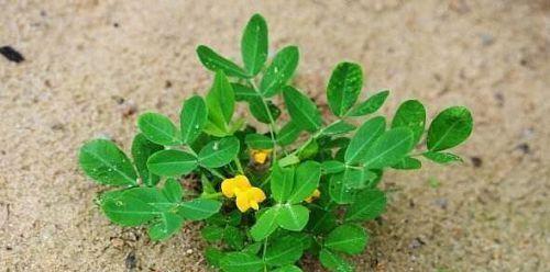 北方花生种植的时间和方法
