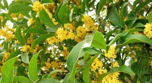北方也能种植桂花树的方法与技巧（掌握关键步骤）
