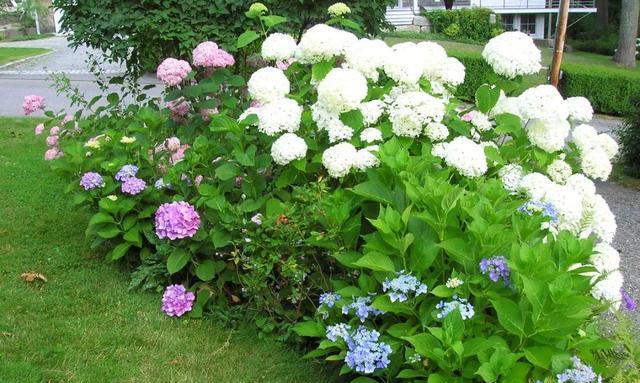 北方绣球花冬季养护指南（保护嫩芽）