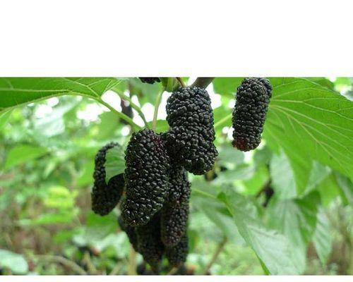 北方枣树发芽长叶时间详解（北方枣树的生长周期和园艺管理技巧）