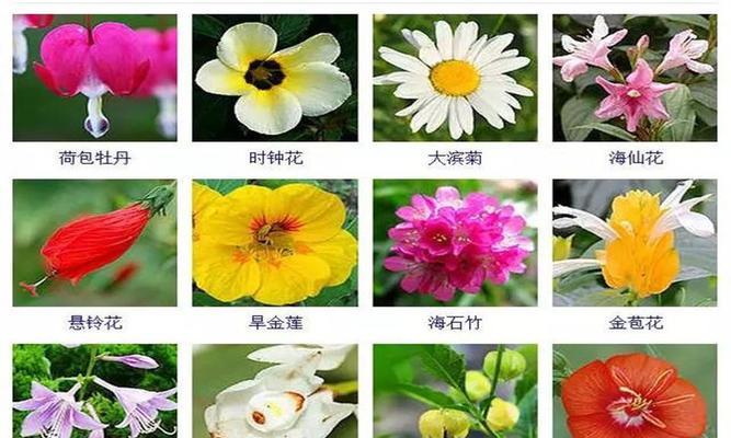 北花一号开花特性分析（北花一号一年开几次花）