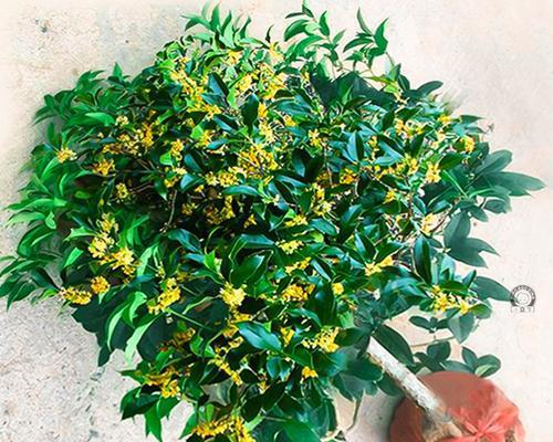 北京适合种植桂花树吗（探究北京适宜种植桂花树的原因与方法）