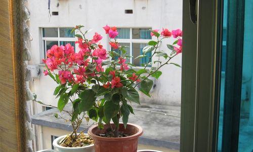 北面窗台花卉养护指南（适合北面窗台养的10种花）