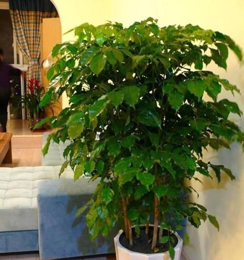 北向客厅适合养的花草植物推荐（打造清新空气）