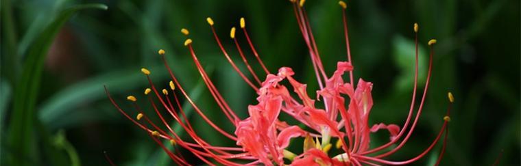 探秘彼岸花开放的季节和花期时间（一年四季）