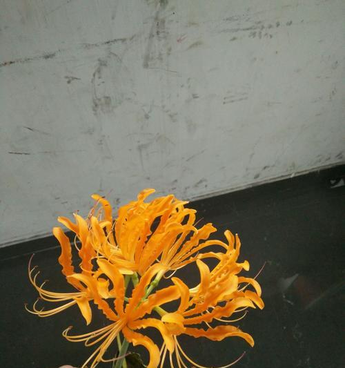 揭秘彼岸花的生命周期(一年生还是多年生)