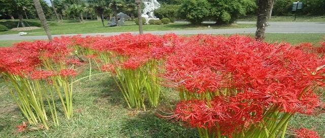 室内养花，不妨试试彼岸花（彼岸花的特点和养护技巧）