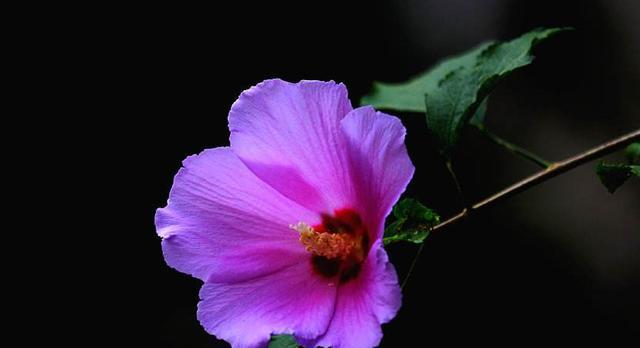 花开如梦，情深何处——探寻虐心花语的迷人魅力（凋零之美）