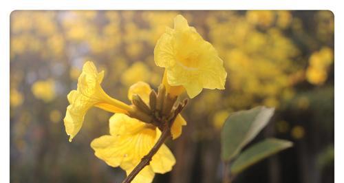 黄风铃花的花语之美（探索黄风铃花的花语及象征意义）