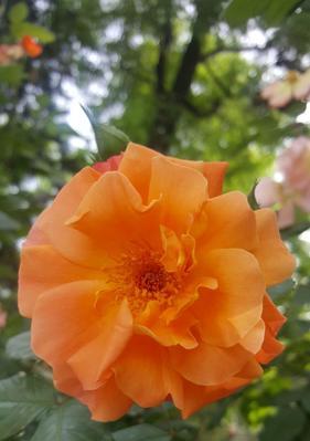 黄月季花语（花开如黄金）
