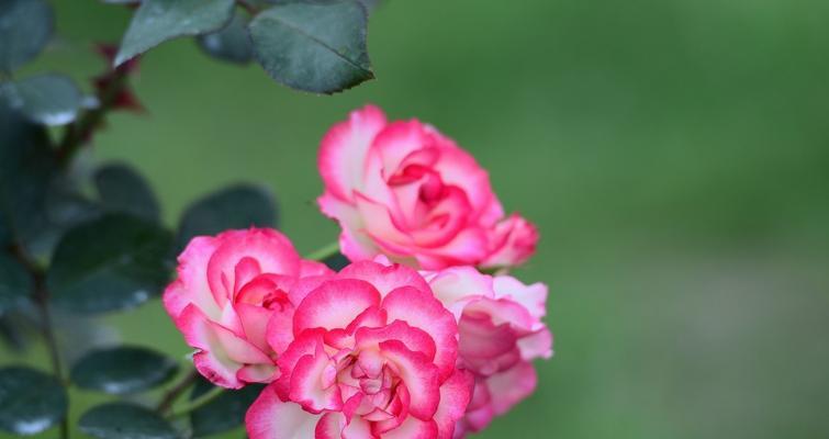 黄月季花的寓意与象征（探索黄月季花的意义与象征）