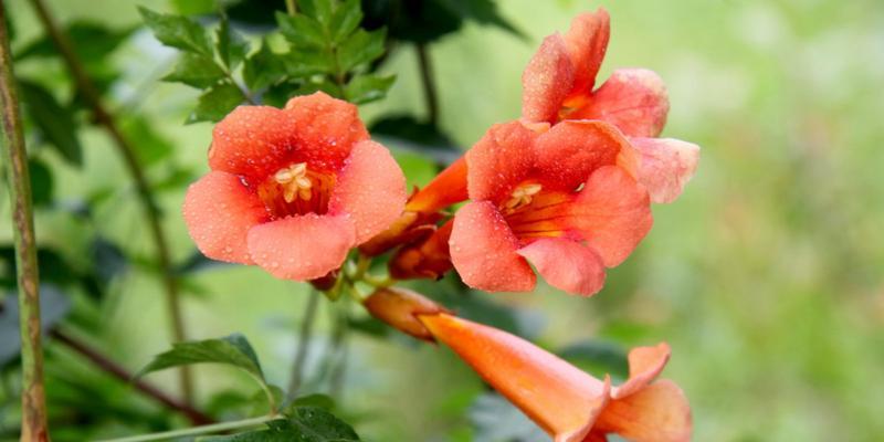 火花兰花语（以花语传达情感）
