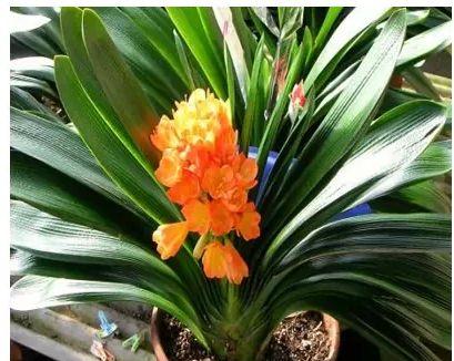 君子兰开花的寓意与象征意义（以家里君子兰开花的寓意是什么）