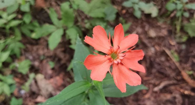 剪秋萝（秋萝花语解析及文化传承）