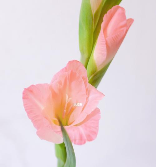 剑兰花(剑兰花的花语与寓意以及其文化背景)