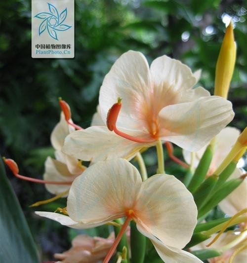 姜花的花语（花开姜花）