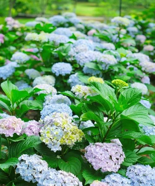 花花语揭秘（探寻花的花语以及它可能的另外含义）