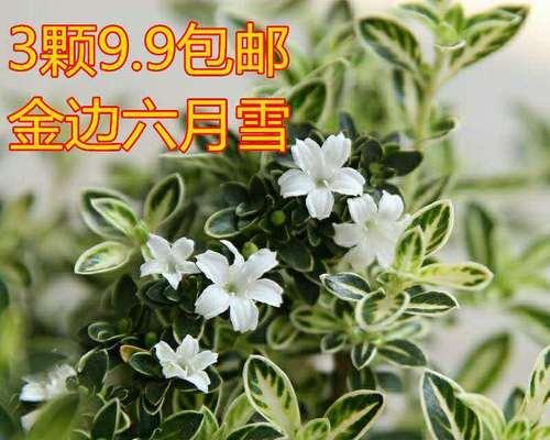 探讨金边六月雪的寓意与风水（金边六月雪带来的福祉与风水学的解读）