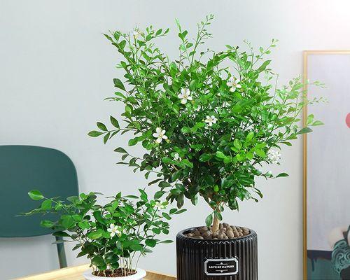 九里香花语与寓意（传承千年的文化符号）