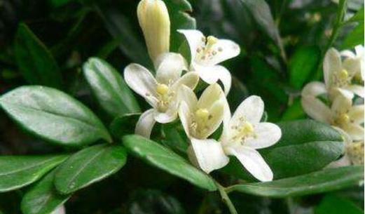 九里香花语，寓意深远的花卉之美（九里香花语的解读及文化内涵）