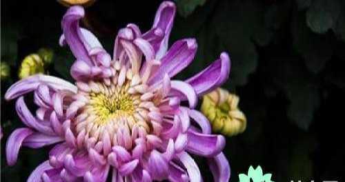 菊花的象征意义及其文化价值（从古至今）