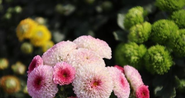 菊花的象征意义及文化内涵（菊花的美丽与深远的寓意）