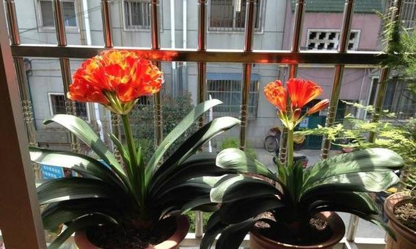 君子兰突然开花，寓意深远（探寻君子兰开花的象征意义及文化内涵）