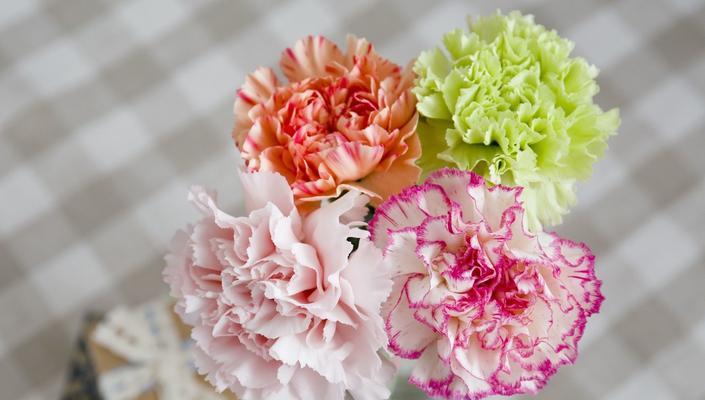 康乃馨朵数的深意——温暖、爱与希望（用花朵的语言传递情感）