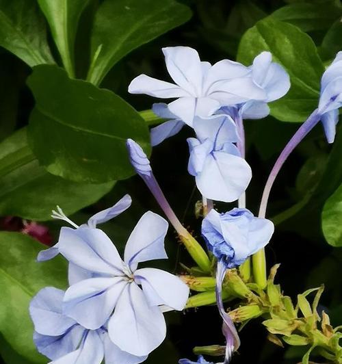 蓝花丹的花语(传达真挚的情感与深情的祝福)