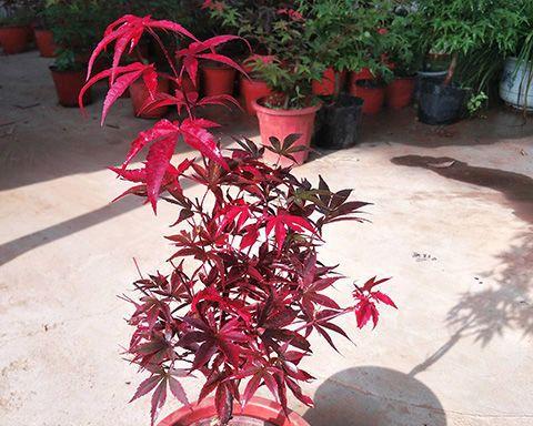 红枫树的养殖方法及养护要点（从种植到成长）