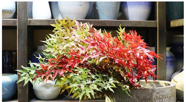 红枫叶室内种植指南（打造秋日盆景）
