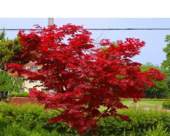 红枫叶室内种植指南（打造秋日盆景）
