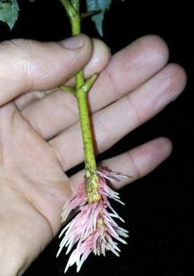 红枫的三种繁殖方法（嫁接）
