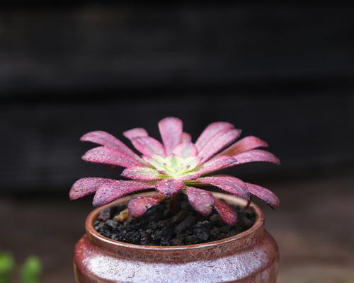 红覆轮锦度夏安全指南（红覆轮锦的避暑之道）