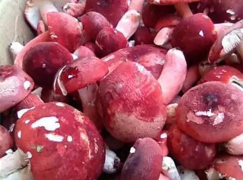 红菇的营养和功效（了解红菇的7大作用和食用方法）