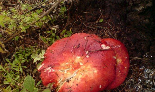 红菇生长的环境与特点（了解红菇的栖息地和生长条件）