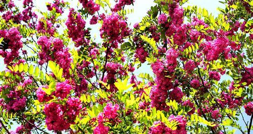 红花刺槐的花期是什么时候（了解红花刺槐的开花时间）