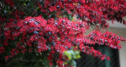 红花继木的花期特点（一年开几次花）