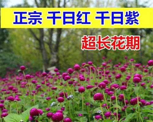 红花种子发芽过程解析（揭秘红花种子的生长之路）