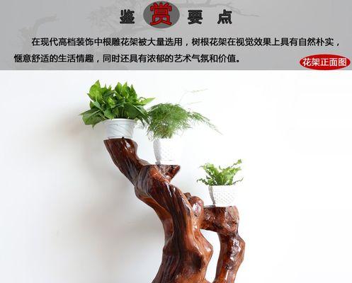 红榉木剪枝的最佳时间及注意事项（打造美丽庭院从剪枝开始）