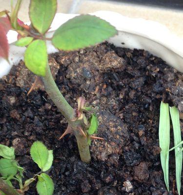 如何种植红玫瑰？