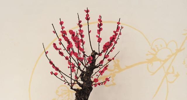 如何养护松红梅（松红梅养殖方法与注意事项）