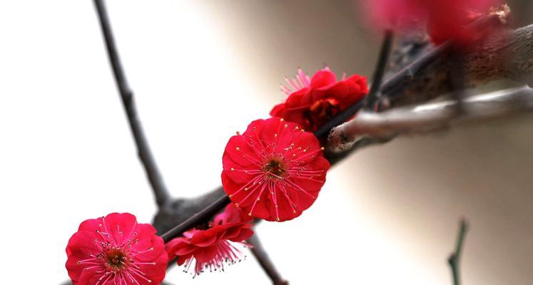 探秘松红梅花期(寻找四季花海中的冬日瑰宝)