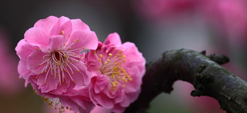 红梅为什么不开花（探究红梅不开花的原因及解决方法）