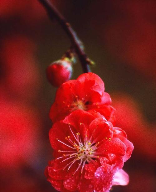 松红梅的花期与开花次数（一年开几次花）