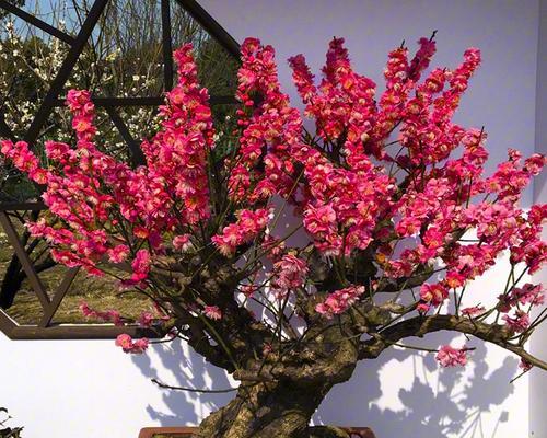 松红梅的花期与开花次数（一年开几次花）