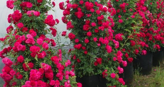 红木香花期揭秘（探寻红木香花期长短原因及其生长特点）