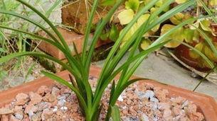 红壤土适合种植哪些植物（探究红壤土的特性和适宜植物）