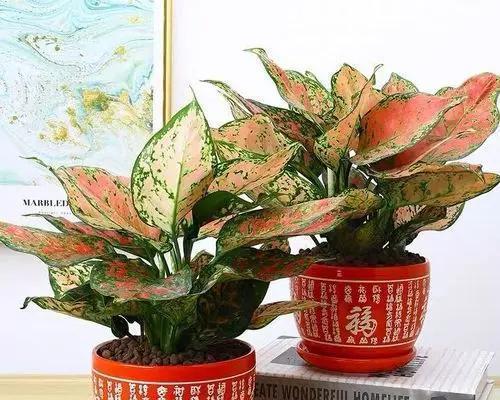 红如意养殖方法与注意事项（打造高产）